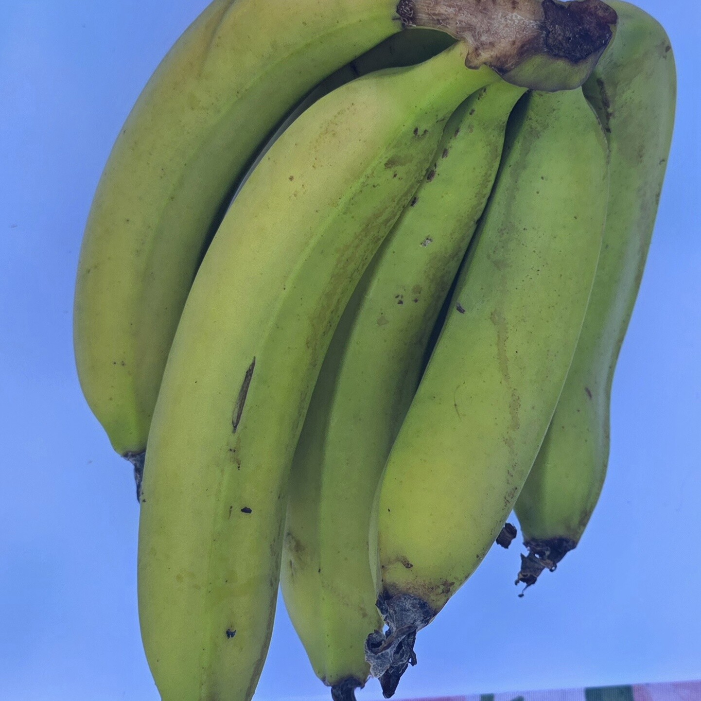Delightfully Fresh Organics Certified Organic Banana - Premium, view 2 of 2