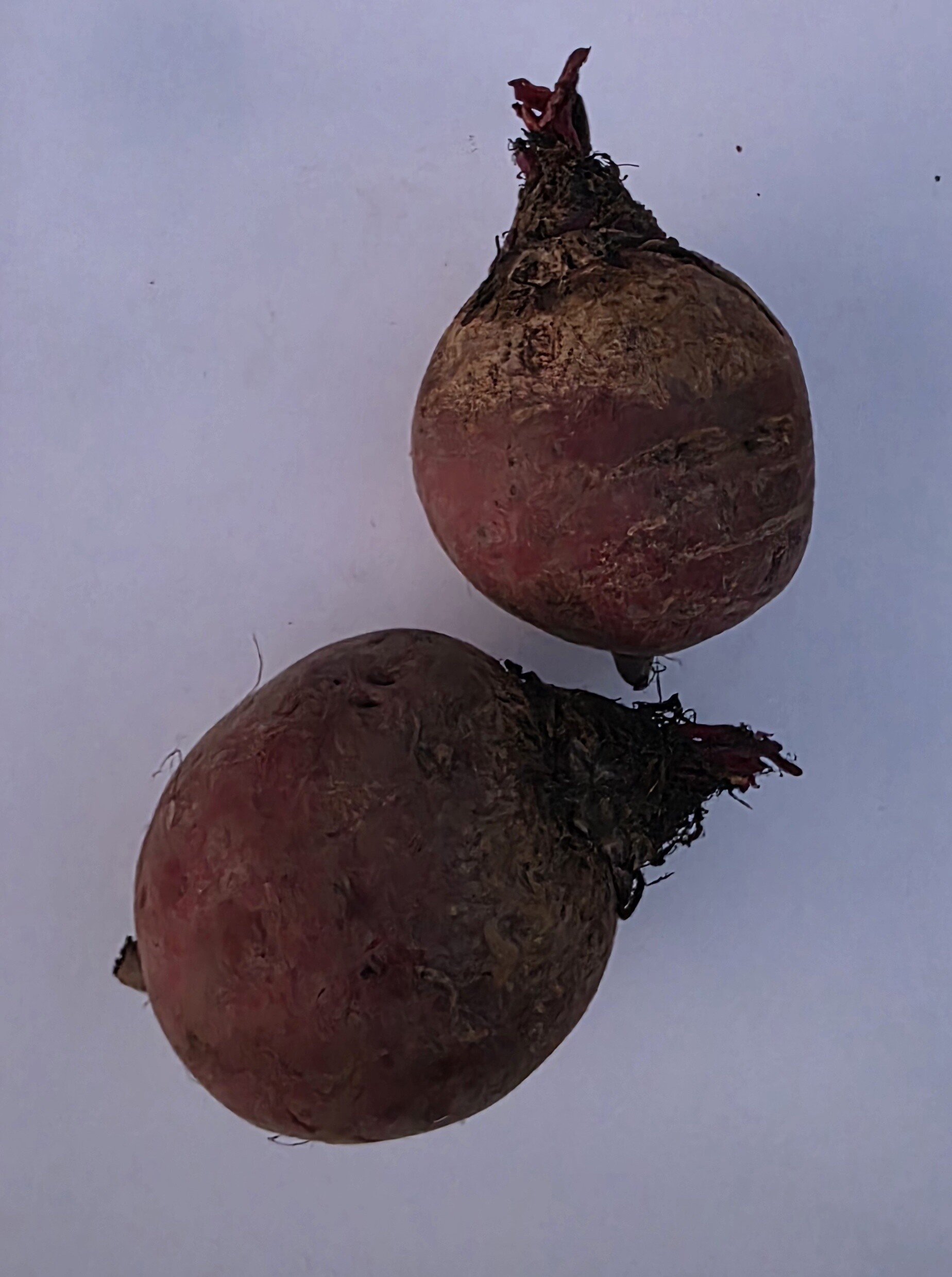 Delightfully Fresh Organics Certified Organic Beetroot Bulbs