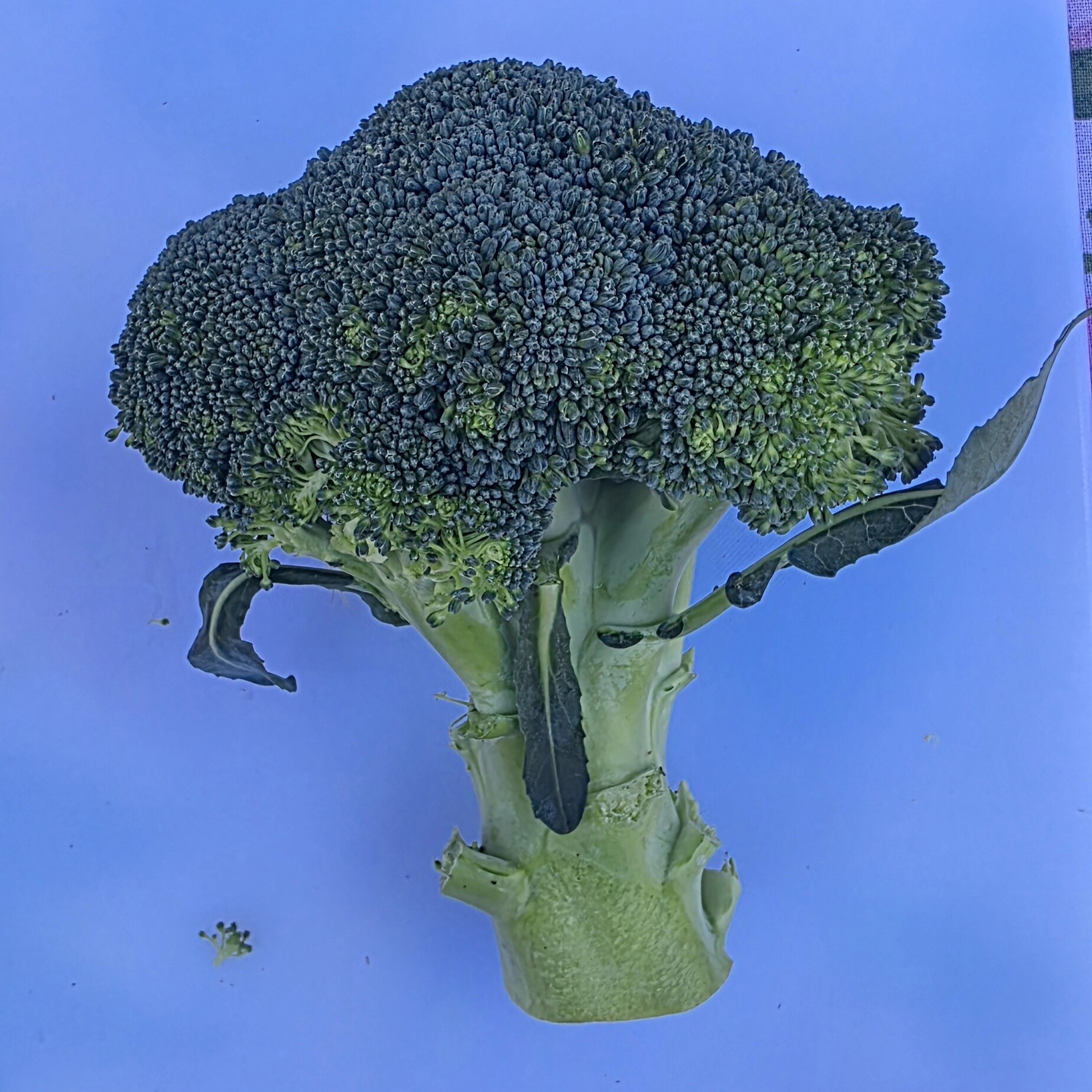 Delightfully Fresh Organics Certified Organic Broccoli, view 2 of 2