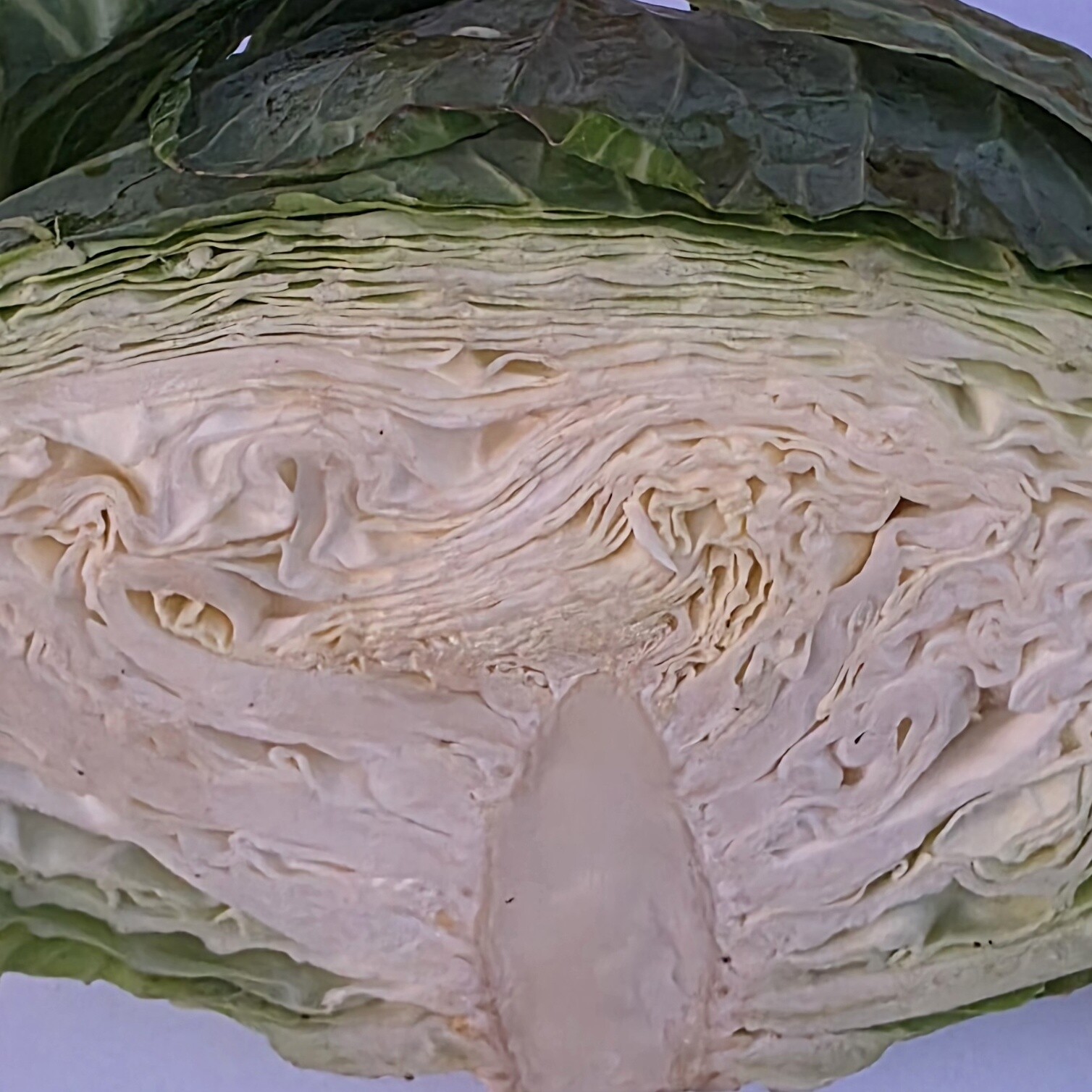 Delightfully Fresh Organics Certified Organic Cabbage - Green Whole
