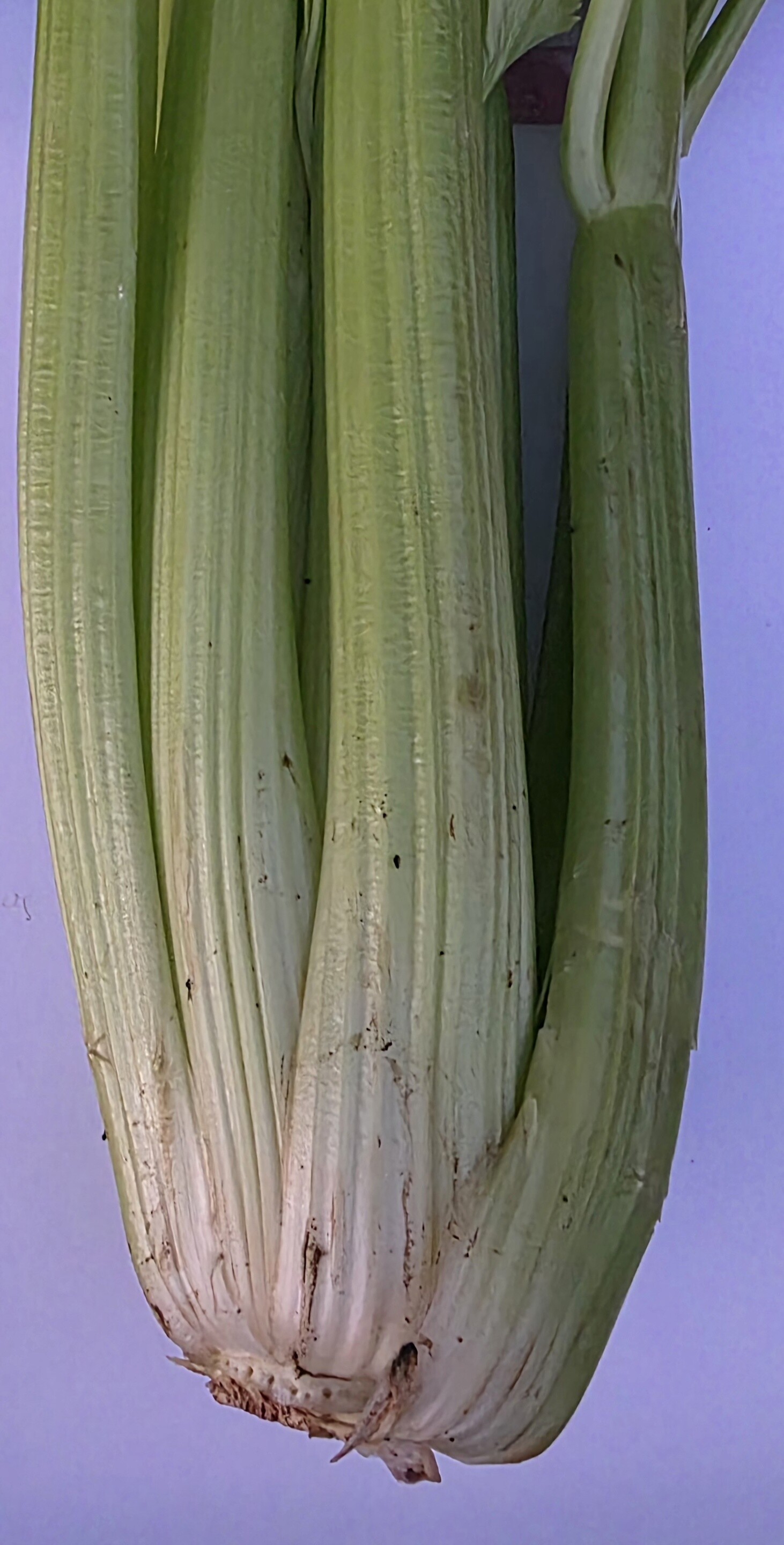 Delightfully Fresh Organics Certified Organic Celery