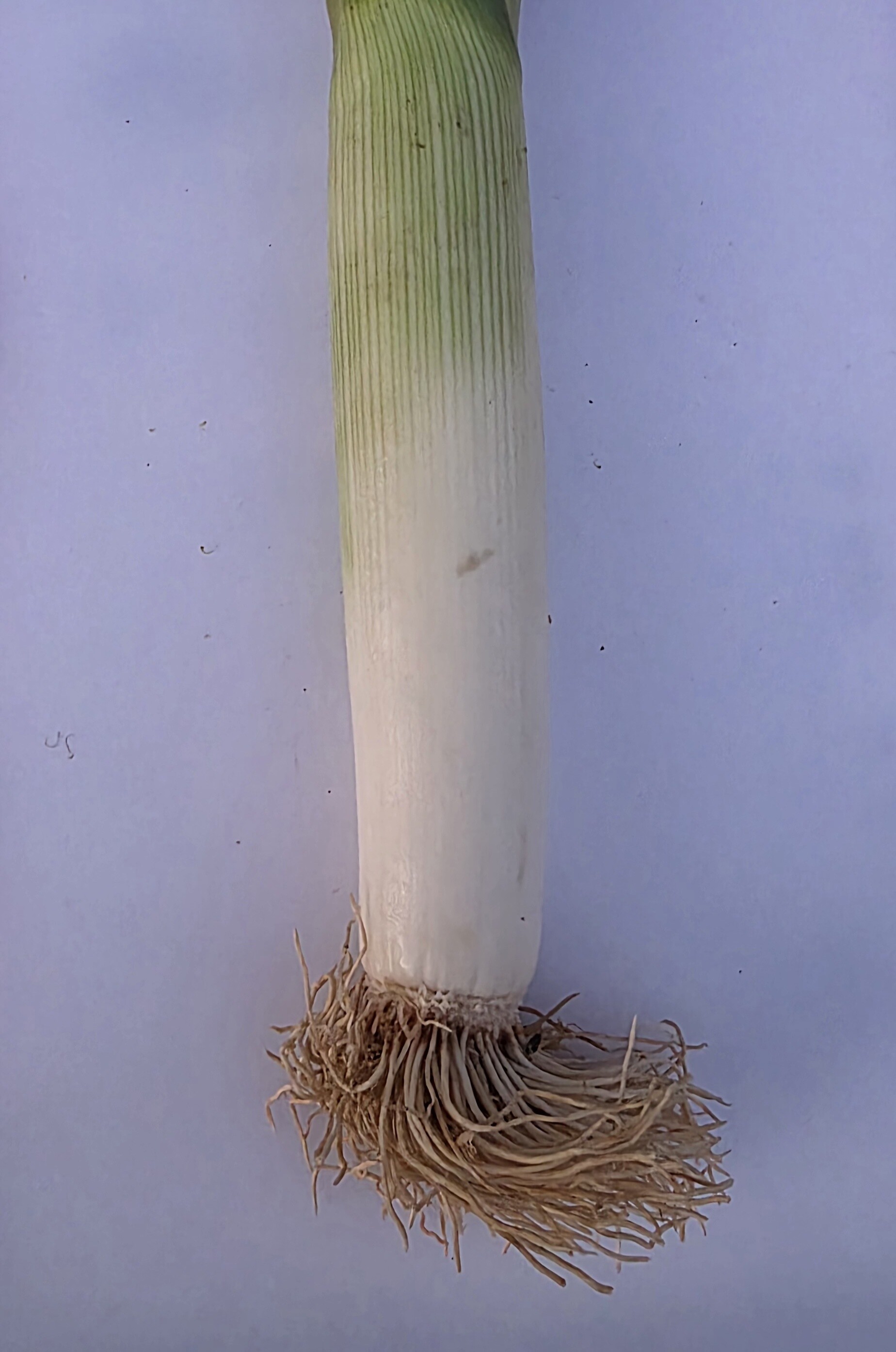 Delightfully Fresh Organics Certified Organic Leeks