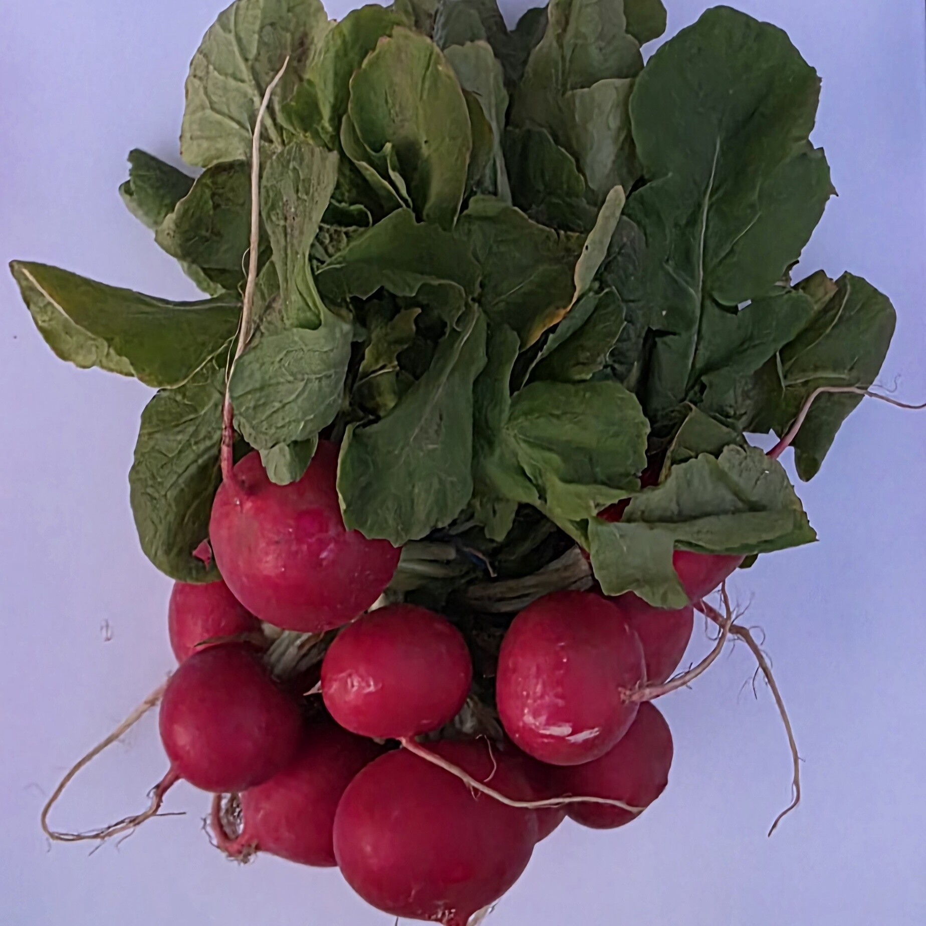 Delightfully Fresh Organics Certified Organic Radish (bunch)