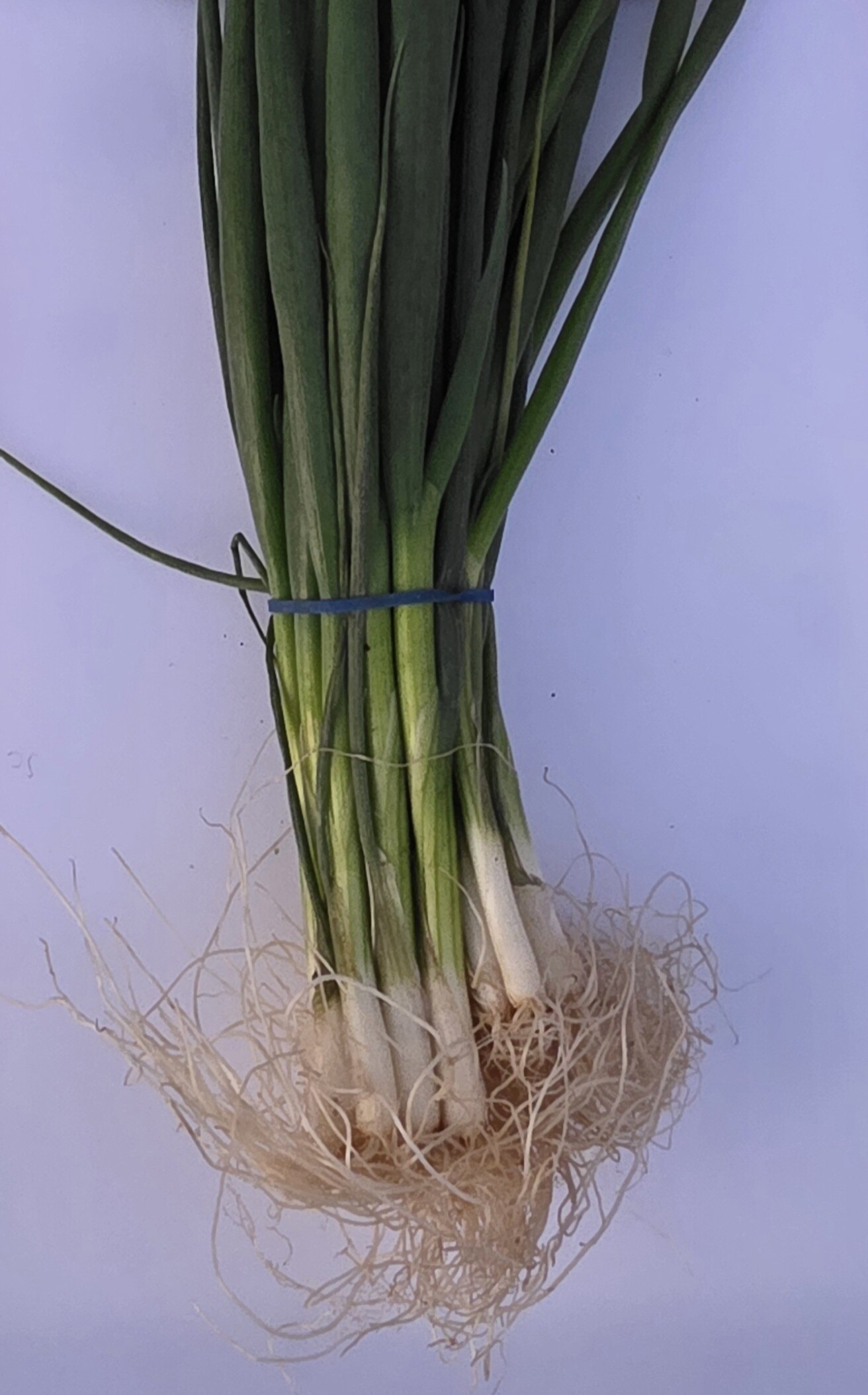 Delightfully Fresh Organics Certified Organic Shallots