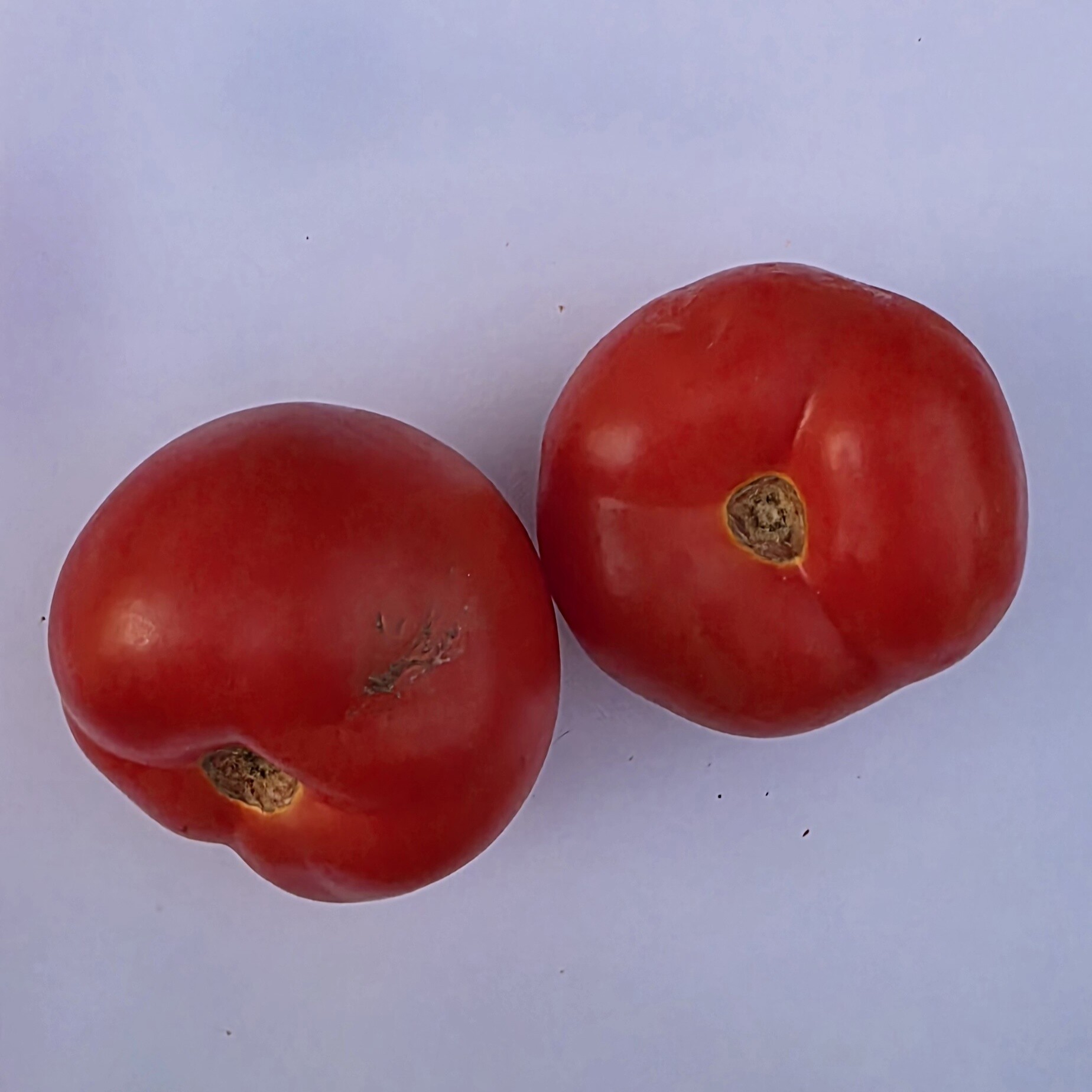 Delightfully Fresh Organics Certified Organic Tomato 1kg